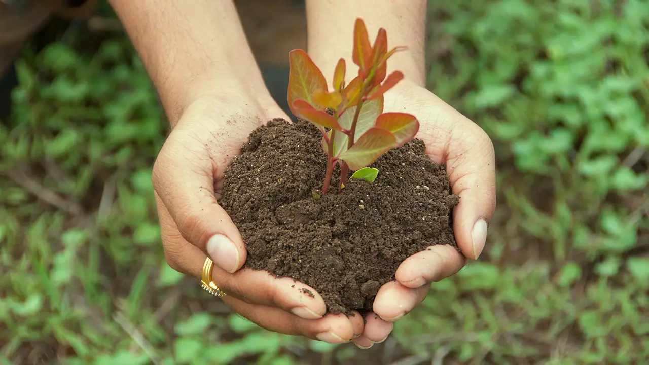 Carbon Sequestration