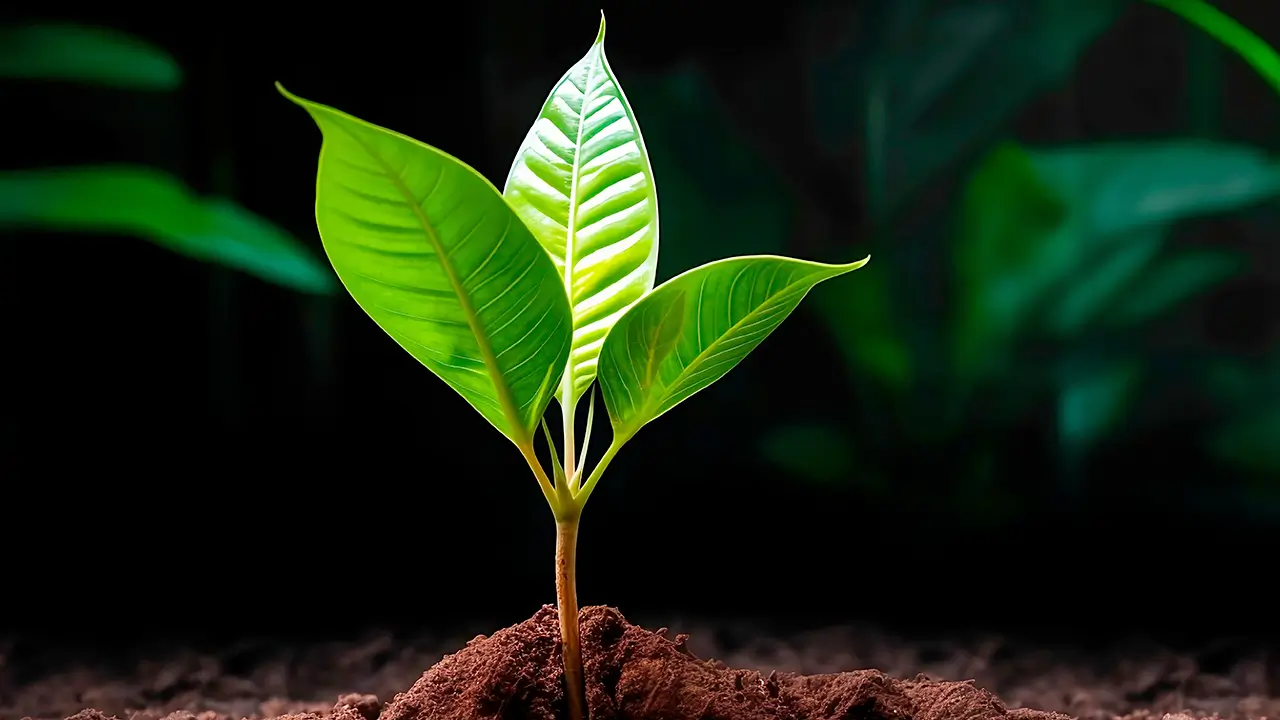 Sustainability
